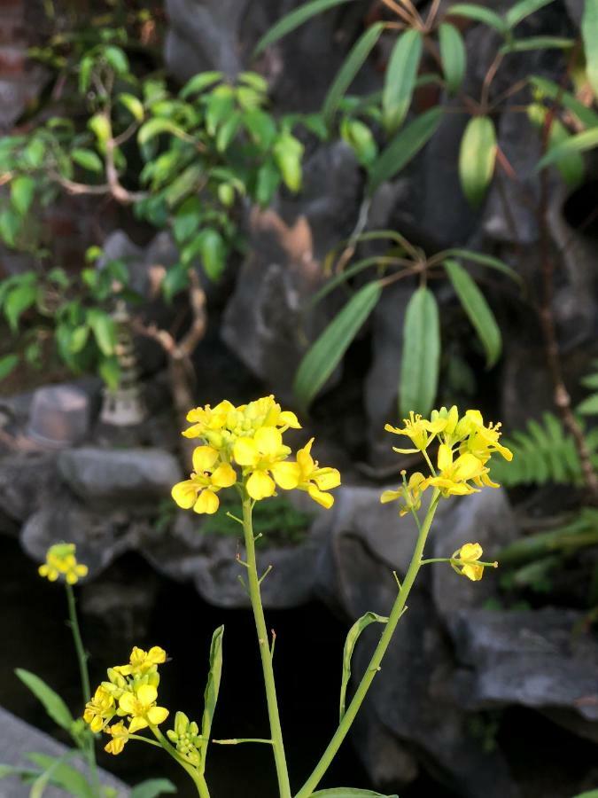 Tam Coc Hello Homestay Ninh Binh Eksteriør billede
